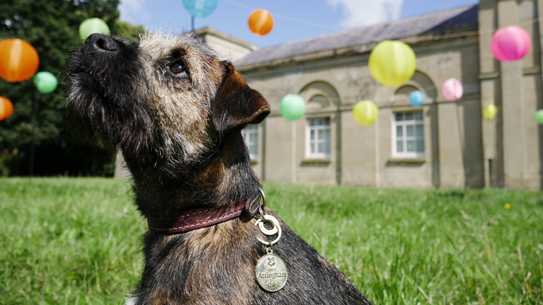 Border Terrier, sat in front of Stables Courtyard, wearing an 'I'm an Attingham dog' tag on collar.
